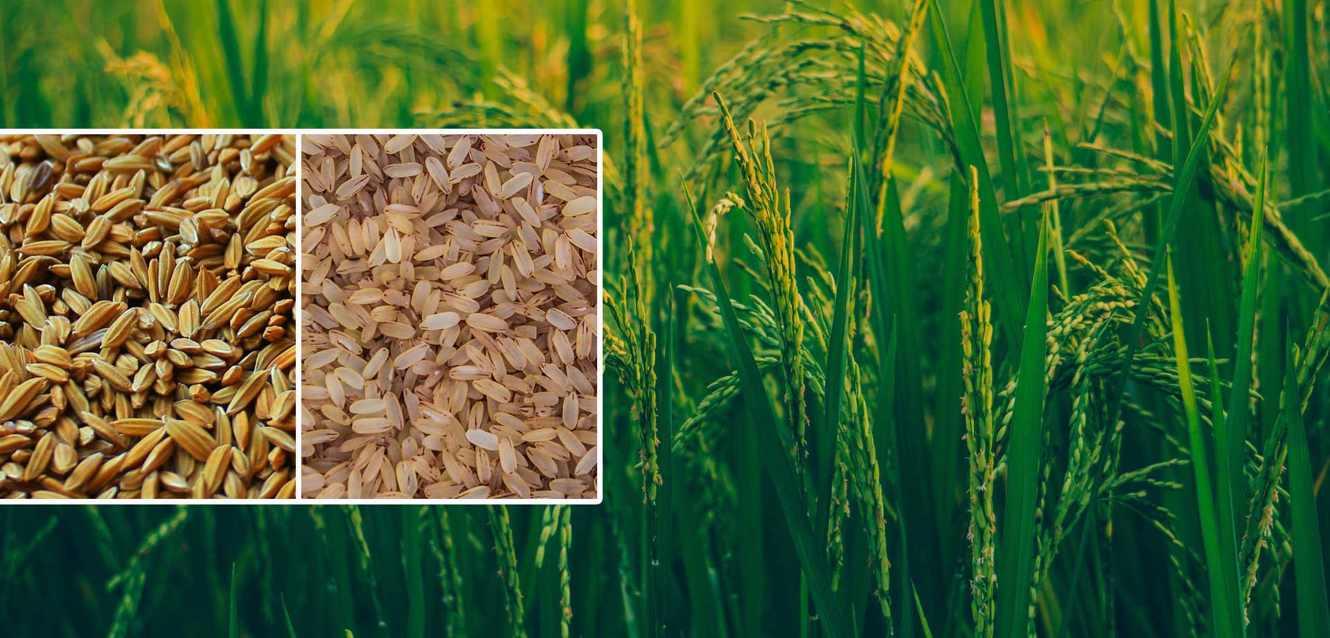 Harisree Rice